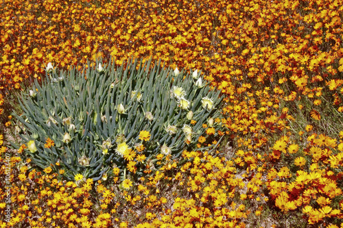 Dimorphotheca Sinuata. Each year the barren semi-desert Namaqual photo