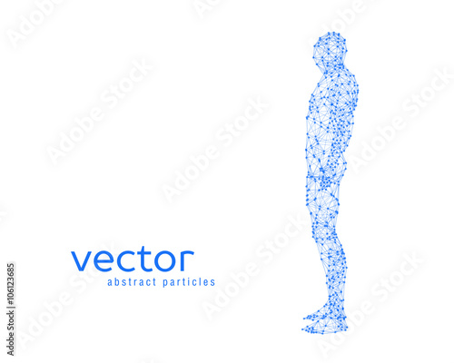 Vector illustration of human body