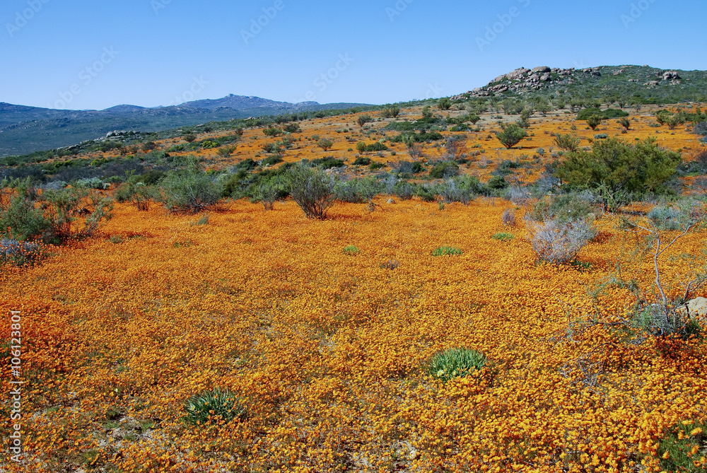 Dimorphotheca Sinuata. Each year the barren semi-desert Namaqual Dimorphotheca Sinuata. Each year the barren semi-desert Namaqual