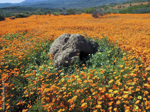 Dimorphotheca Sinuata. Each year the barren semi-desert Namaqual