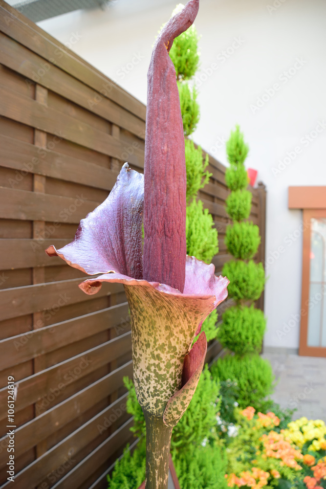 こんにゃくの花 Stock Photo Adobe Stock