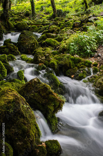 stream in the forest