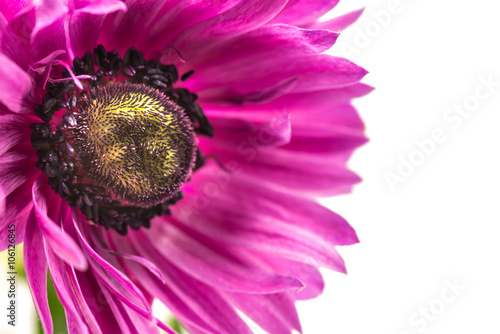 Flower, anemone, close-up, macro.