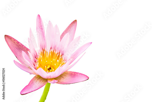 Pink waterlily flowers isolated on white
