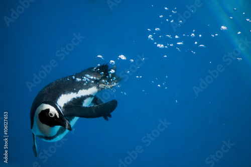 Penguin swimming underwater with air bubbles