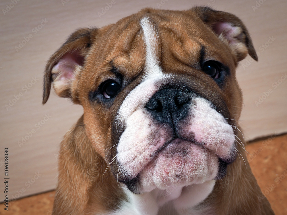 English Bulldog portrait. Purebred dog. Muzzle puppy large