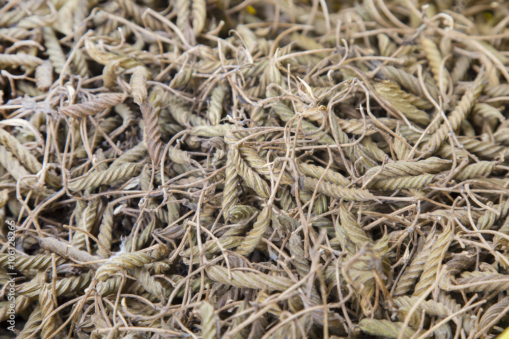 Helicteres isora herb from Thailand. Helicteres isora herb from Thailand.