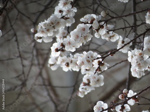 Beautiful, white spring flowers on the tree branch photo