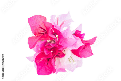 A bunch of bougainvillea flowers isolated on white