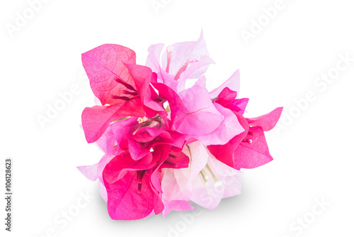 Murais de parede A bunch of bougainvillea flowers isolated on white
