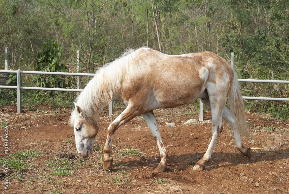 Obraz premium Beautiful white horse