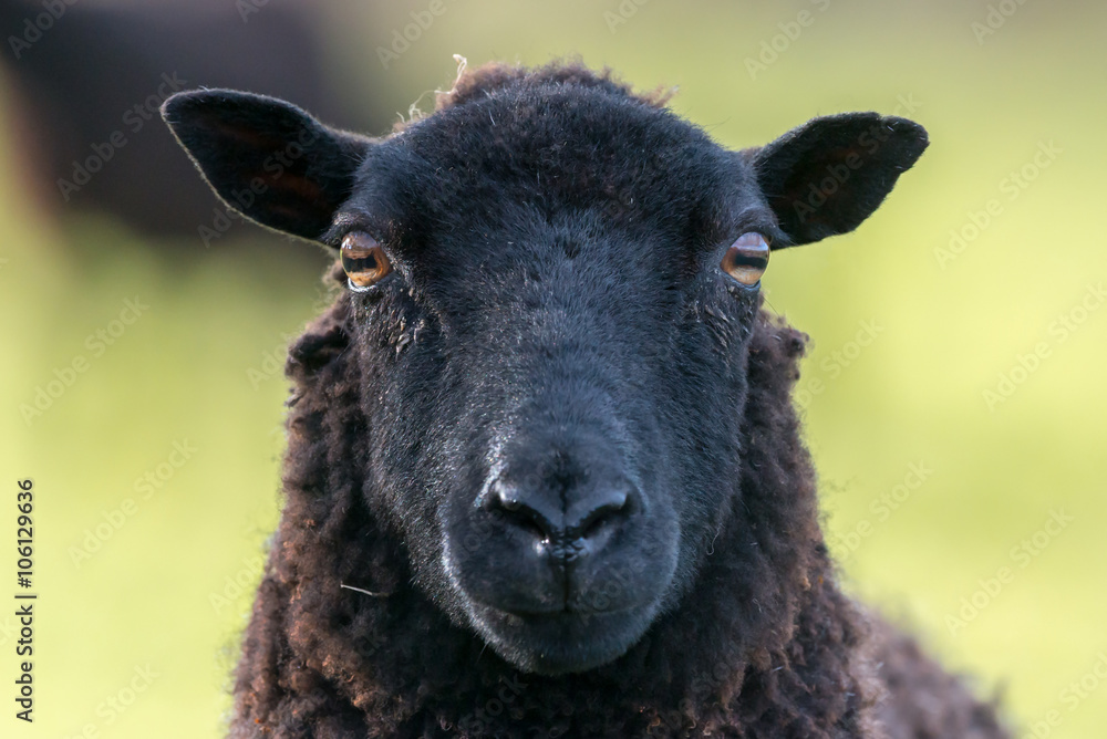 Naklejka premium Black ewe sheep face