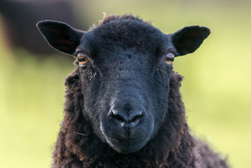 Ingelijste posters Schaap Zwarte ooi met expressief gezicht  © bearacreative