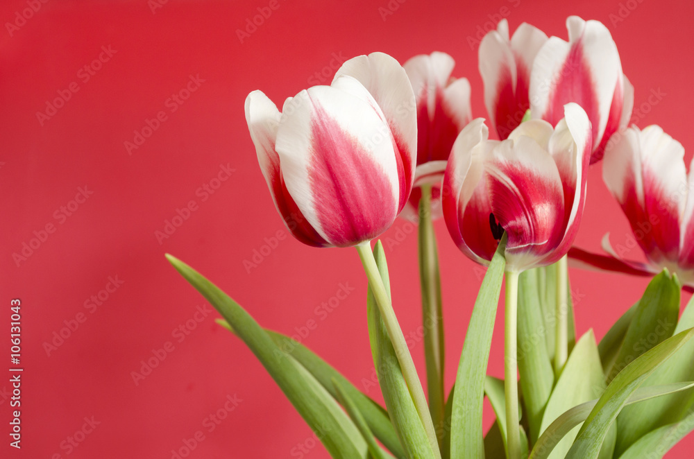 Red-pink-white tulips. Flower bouquet Red-pink-white tulips. Flower bouquet