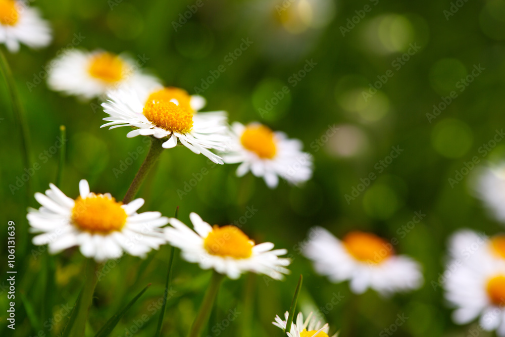 Daisy flower background. Daisy flower background.