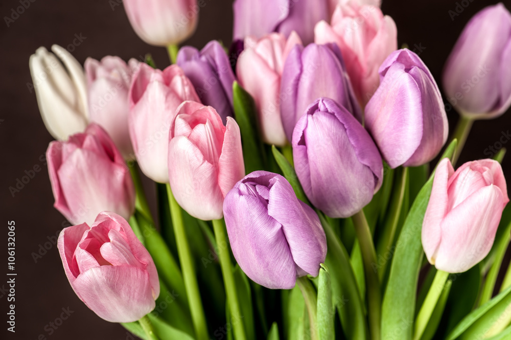 Colorful tulips close-up