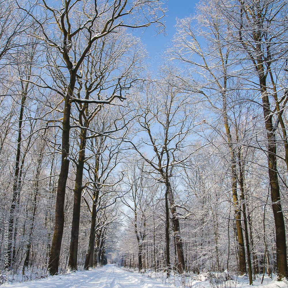 Forest in winter