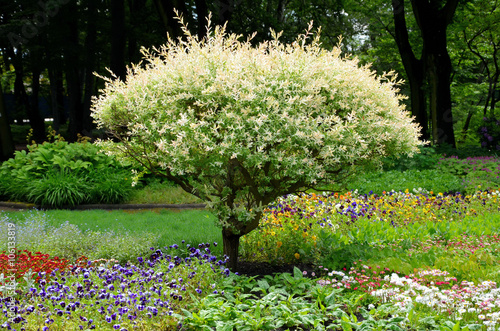 Obraz na płótnie The garden tree w salonie