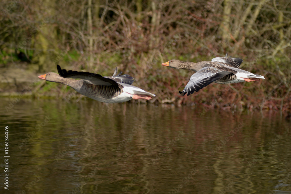 Greylag Goose, goose Greylag Goose, goose