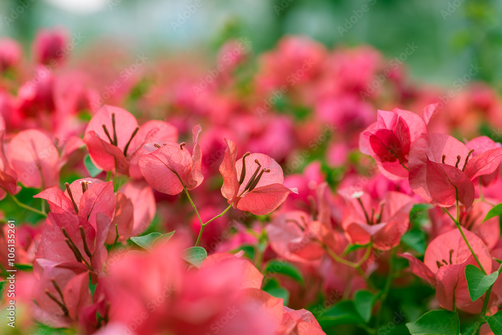 Obraz premium Bougainvillea flower.