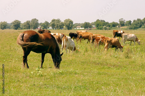 Horses and cows on a pasture. Herd of cows and horses grazing at summer green field