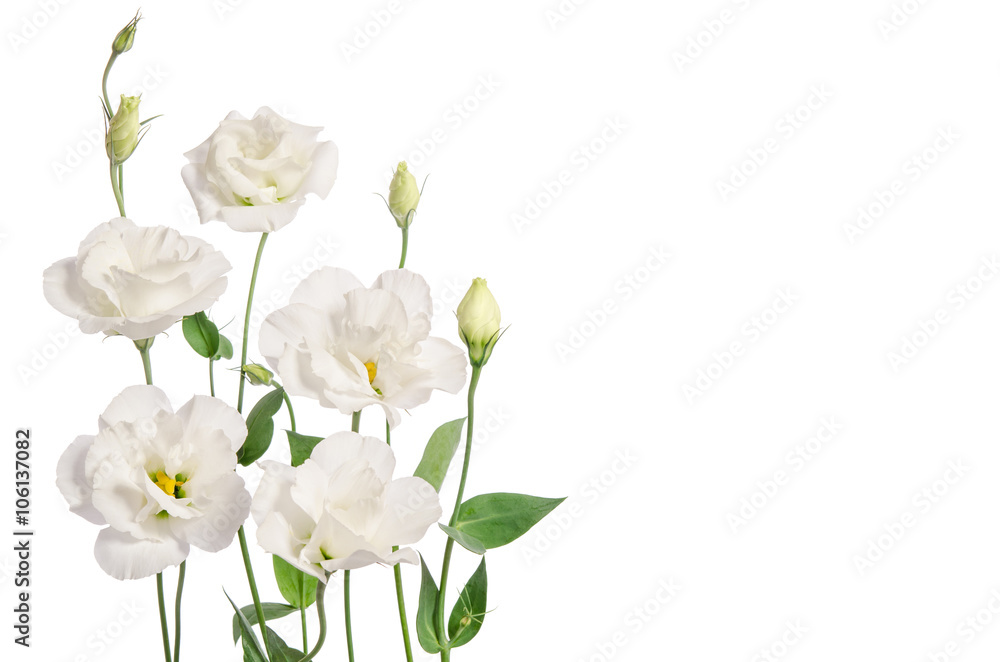 Beautiful eustoma flowers isolated on white background and free Beautiful eustoma flowers isolated on white background and free