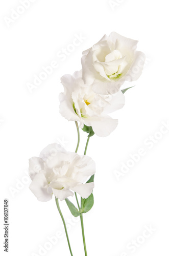 Beauty white flowers isolated on white. Eustoma