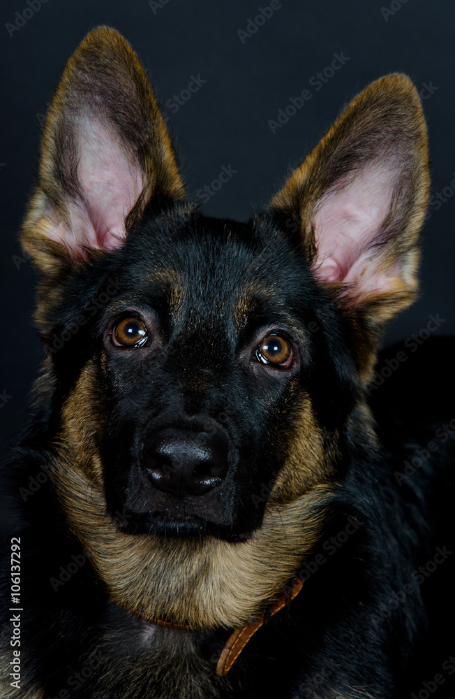 Beautiful German shepherd puppy on the black background (selective focus on the eyes)