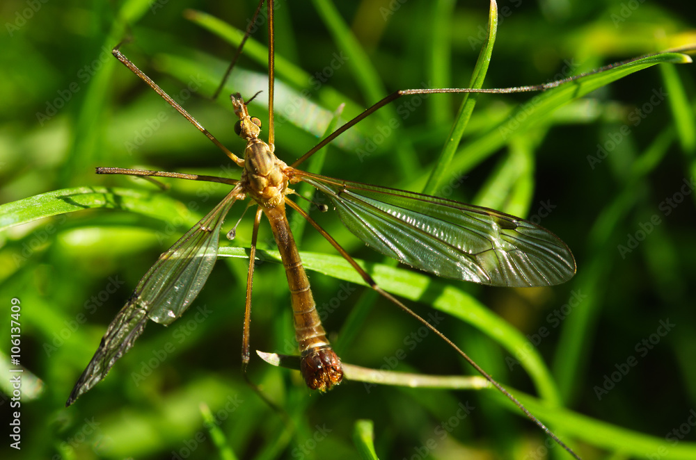 Old Crane fly overview - Tipula sp. Old Crane fly overview - Tipula sp.