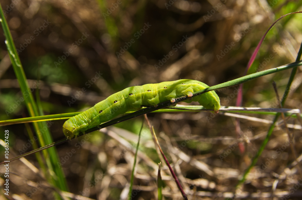 Green Black Rustic caterpillar - Aporophyla nigra