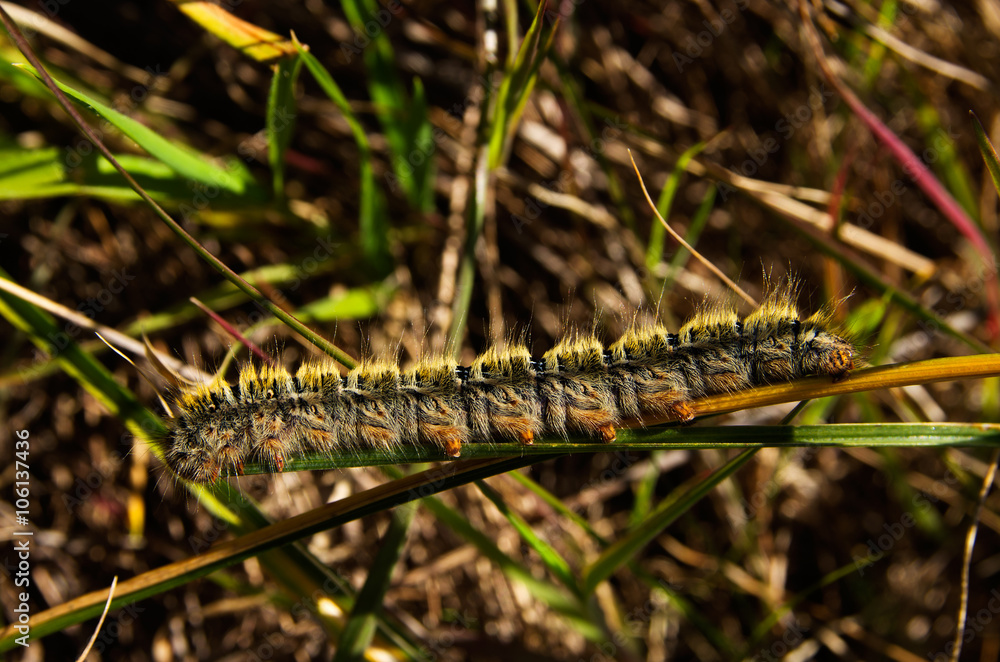 Hairy Grass Eggar caterpillar - Lasiocampa trifolii Hairy Grass Eggar caterpillar - Lasiocampa trifolii