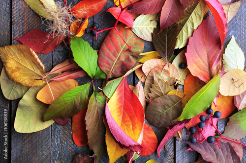 Obraz na plátně Autumn leaves background