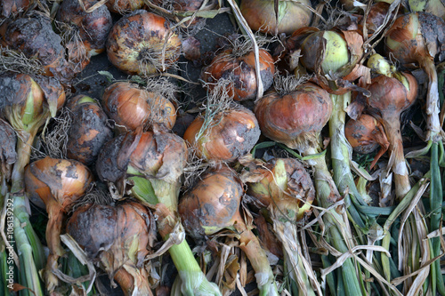 fresh planted organic onion