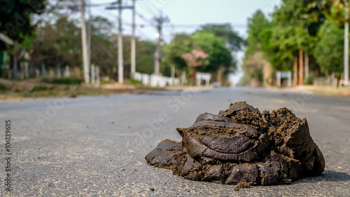 a stinky poo in middle of the road photo