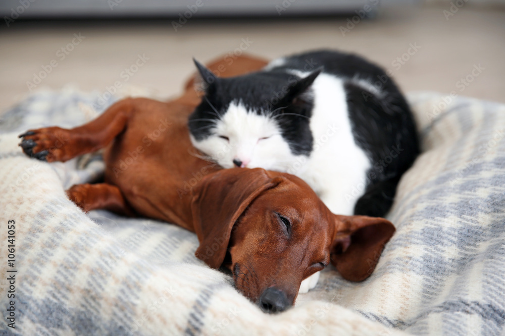 Sausage dog store and cat