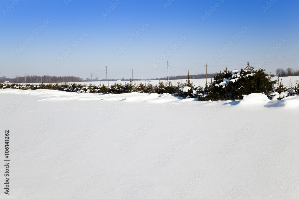 snow covered field  