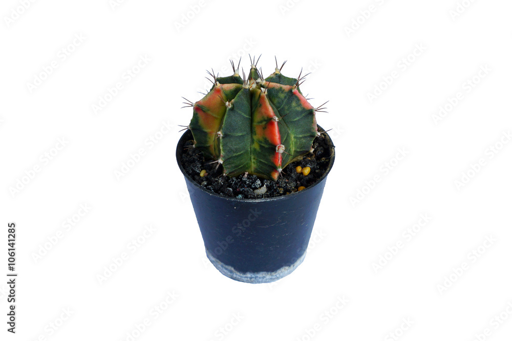 Close up of Gymno variegata cactus in a pot.