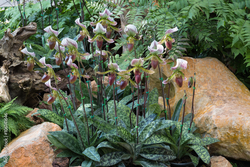 Fototapeta Naklejka Na Ścianę i Meble -  Paphiopedilum orchid