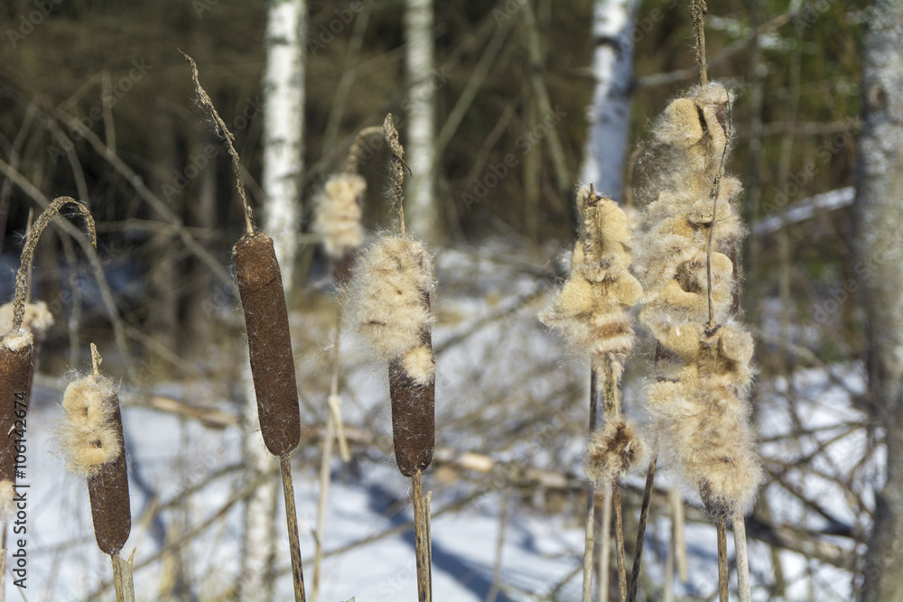 Fototapeta premium reed