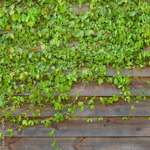 Common Ivy on Wood Wall © piyagoon