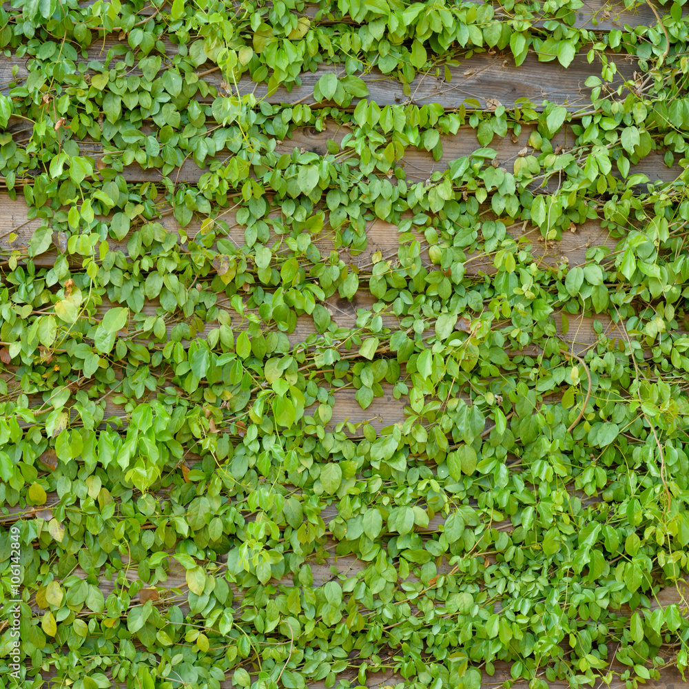Common Ivy on Wood Wall Common Ivy on Wood Wall