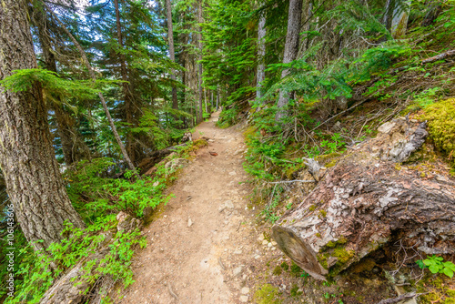 Fragment of Lightning Lake trail in Manning Park  British Columbia  Canada.
