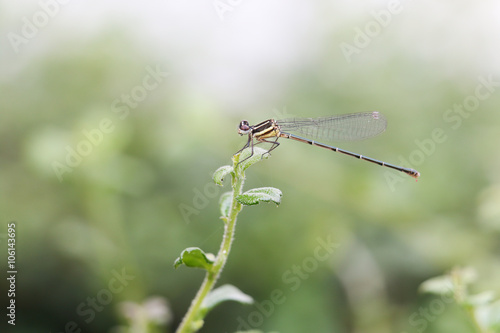 dragonfly 13 © phumpatp