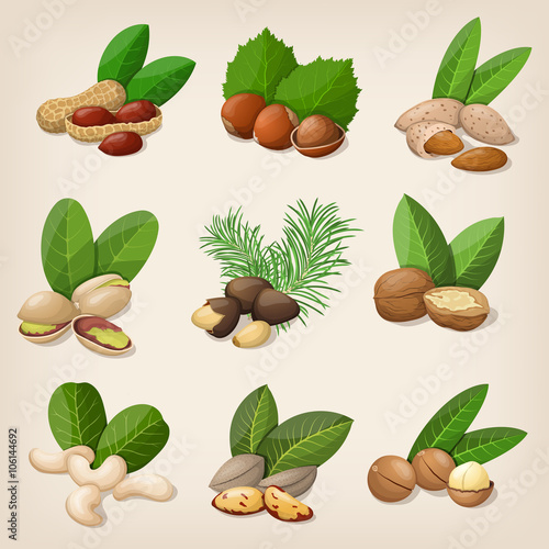 Set of vector various nuts. Vector illustration