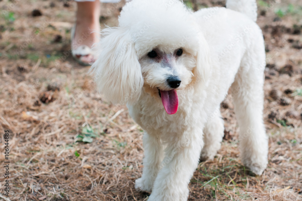 Miniature poodle