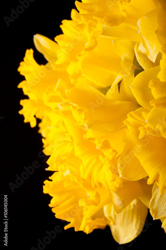Fototapeta Naklejka Na Ścianę i Meble -  Yellow spring narcissus. Shallow depth of field. Selective Focus