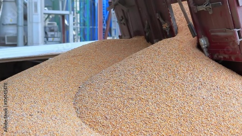 Corn Unloading into the Grain Elevator.
Freshly harvested corn grains. Unloading corn into the grain silo.