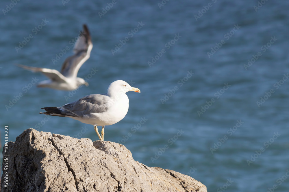 Seagull on a rock against the backdrop of the sea Seagull on a rock against the backdrop of the sea