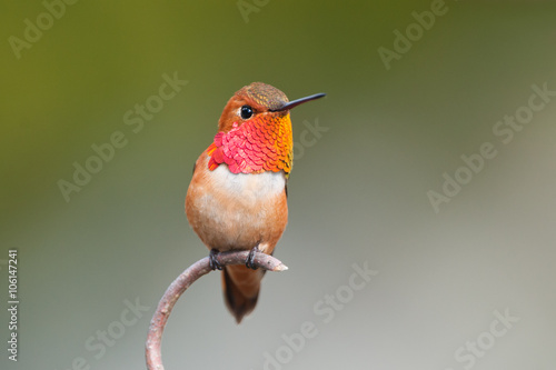 Rufous Hummingbird, Male.  sitting on a Branch, with green backgriound photo