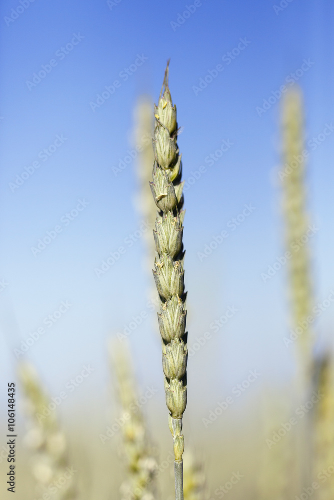 unripe ears of wheat  